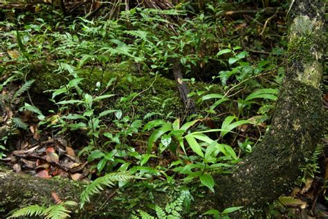 Rain forest floor plants stock image. Image of leaves - 4246697