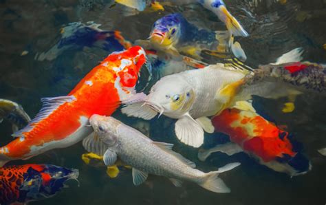 Colorful Japanese carp swimming in the pond of a pack. - Savvy Tokyo