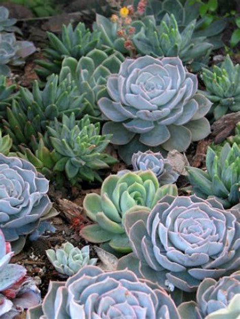 Succulent rosettes 8 plants