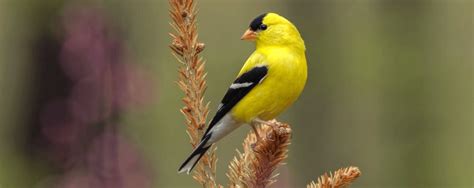 Common Backyard Birds of the United States | ABC