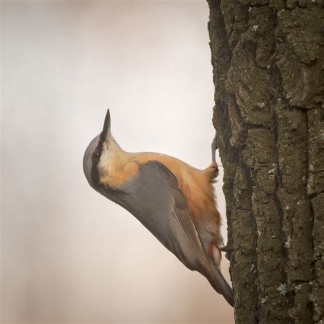 Eurasian nuthatch | Eurasian nuthatch (Sitta europaea caesia… | Flickr