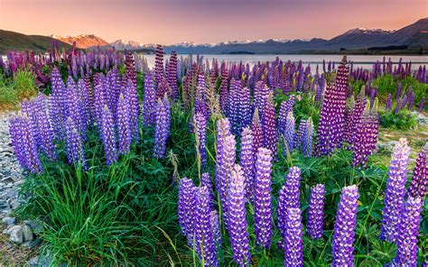 Herunterladen hintergrundbild lake tekapo, lupinen, abend, sonnenuntergang, wilde blumen ...