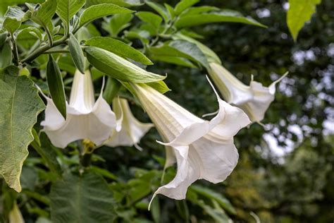 Live ANGELS TRUMPET White DATURA Angels Trumpet 13-17 in | Etsy