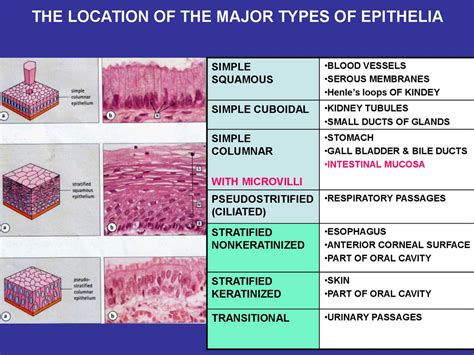 What Is Epithelial Tissue Different Types Of Structure Location And ...