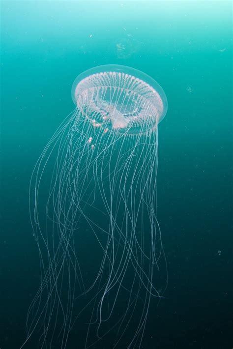 Fascinating jellyfish facts | Wildlife sightings | Marine Conservation Society | Marine ...