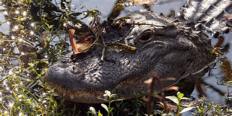 A Florida man is facing charges as police say he stole an alligator and ...