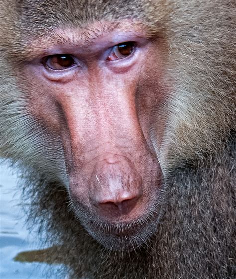 Baboon Pictures-Baboon Close Up of face and eyes