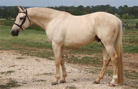 stallion | USA | 2002 | by RFF King's Ransom out of RFF Sellecka #thoroughbred #stallion # ...