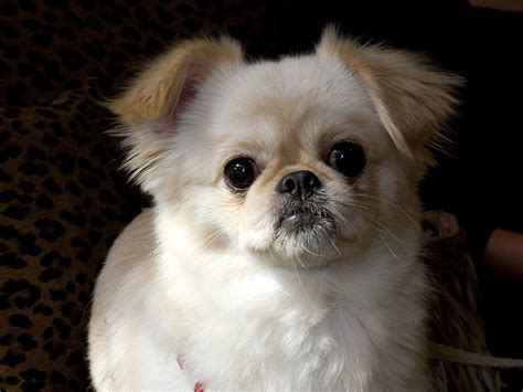 Cheeks Dog (Pekingese-Chihuahua Mix) Info, Temperament, Puppies, Pictures