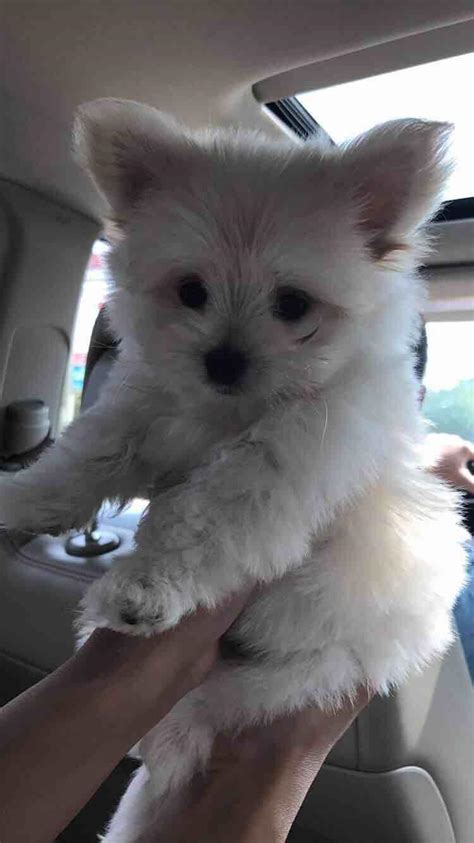 Pomeranian Maltese Mix