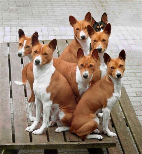 Basenji Dog Breed and Photos and Videos | List of Dogs Breeds