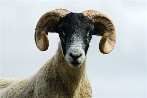 Sheep Ram with Curved Horns · Free Stock Photo