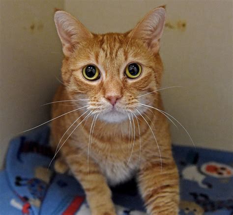 Pet of the week: Adopt Jax, a 5-year-old domestic short hair orange tabby | Local News ...