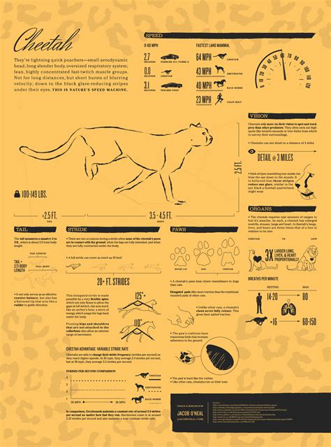 Cheetah Infographic (Jake ONeal) | Infographics Blog