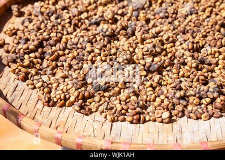 Weasel feces with embedded coffee beans Stock Photo - Alamy