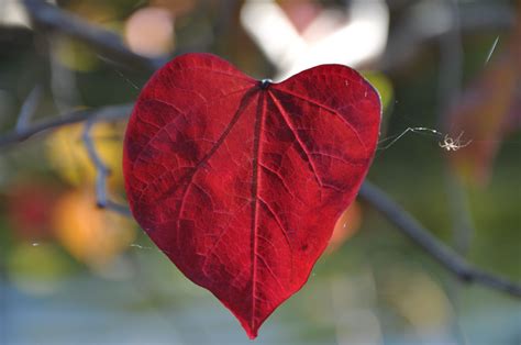 @Heart shaped red leaf | special | Pinterest