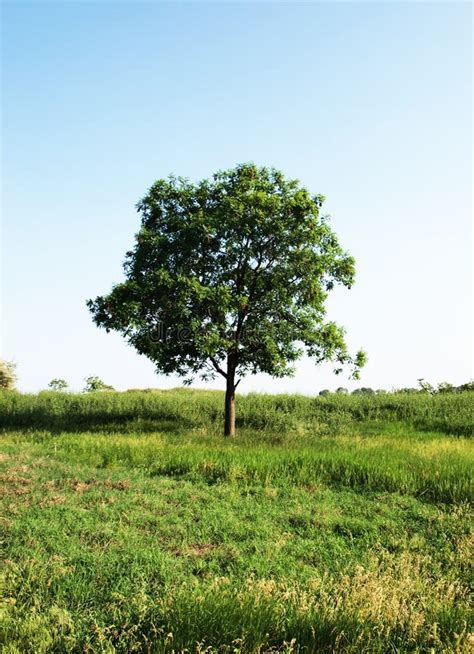 KaritÃ¨ tree stock image. Image of ouagadougou, walnut - 17943941