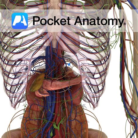 Adrenal gland - Pocket Anatomy