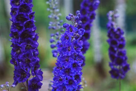 Delphinium Black Knight Group (Candle Larkspur)