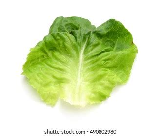 294,005 "slice Lettuce" Images, Stock Photos & Vectors | Shutterstock