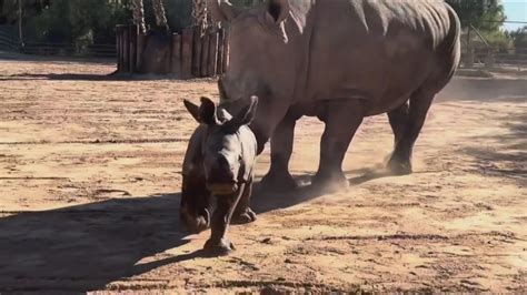 New addition at Wildlife World Zoo! | 12news.com