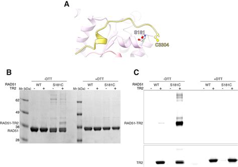 Structure-guided BRCA2 TR2 cross-linking to RAD51 A Drawing of the ...