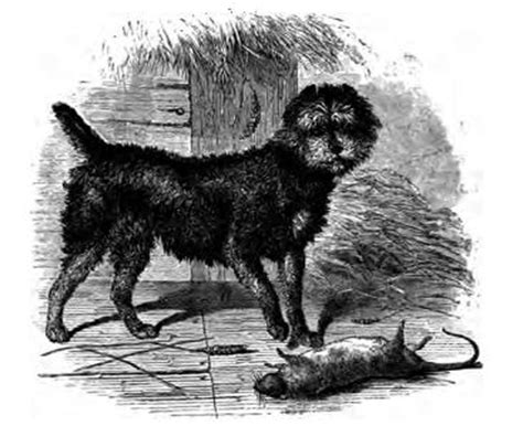 File:076. Scotch Terrier.JPG - Wikimedia Commons