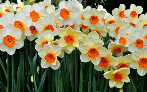 Daffodils Flower Wallpaper | Wallpapers9