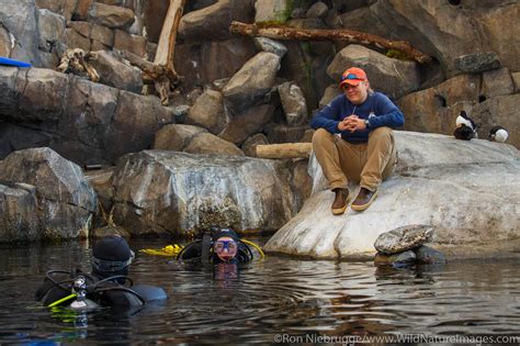 Alaska Sealife Center | Photos by Ron Niebrugge