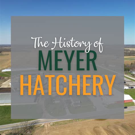 Ordering From Meyer Hatchery | Meyer Hatchery Blog