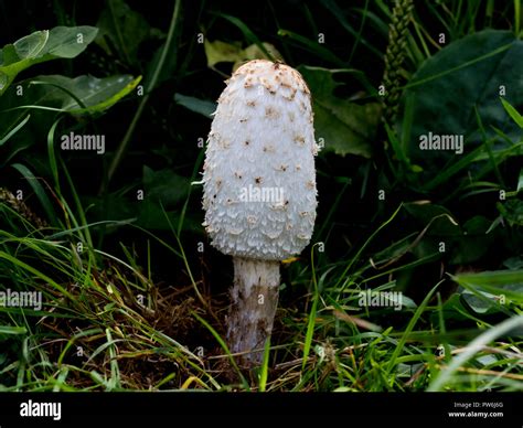 Young Shaggy ink cap mushroom growing in tall grass. Choice edible ...