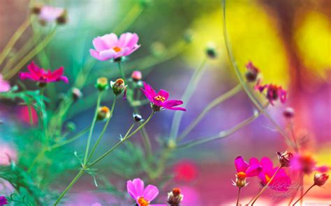 Bing Flowers Wallpapers - Wallpaper Cave