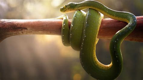 3840x2160 Boa Green Snake 4K ,HD 4k Wallpapers,Images,Backgrounds,Photos and Pictures
