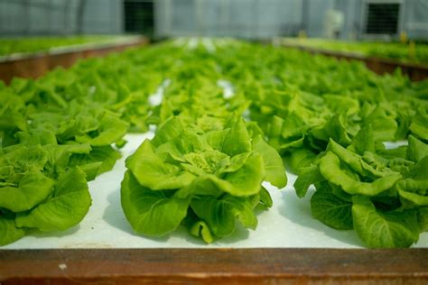 Aquaponic Greenhouse Lettuce in the Dining Halls – UNH Hospitality ...