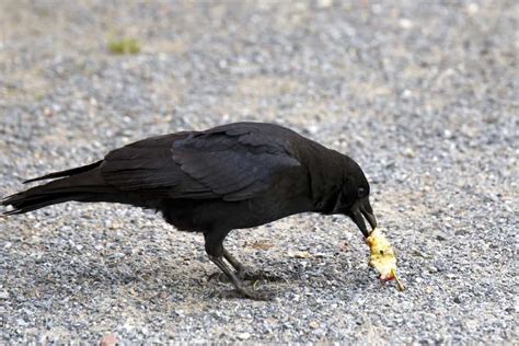 14 Things Crows Like To Eat Most (Diet, Care & Feeding Tips) | Animals wild, Crow, Animals of ...