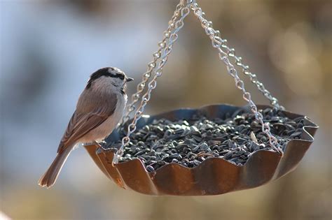 Bird Finch Feeder - Free photo on Pixabay - Pixabay