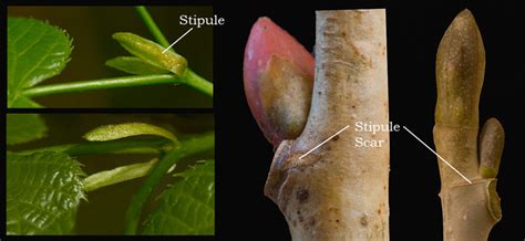 Stipule scar | The Michigan Nature Guy’s Blog