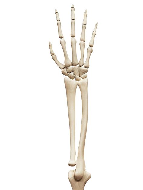 Arm And Hand Bones Photograph by Sebastian Kaulitzki | Pixels