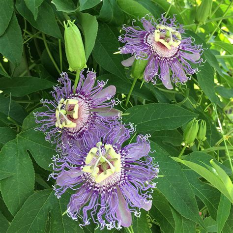 Passiflora incarnata | Harford County Maryland Plant Nursery