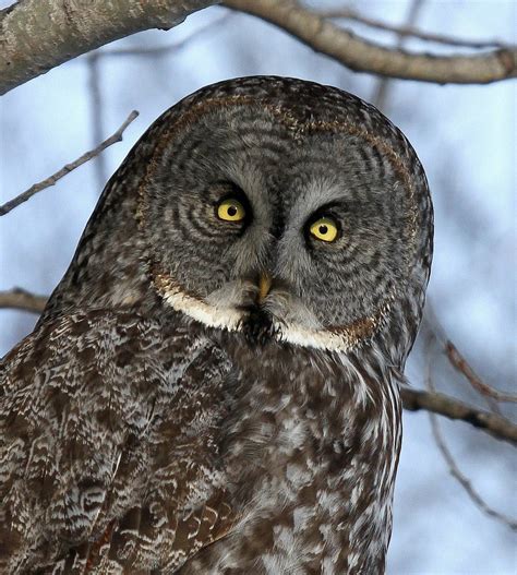 Creepy owl staring into your soul (1437 x 1600) : photoshopbattles