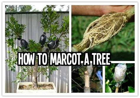 How to Marcot a tree | Berry garden, Propagating plants, Edible garden