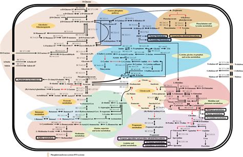 Metabolic pathway map based on KEGG database. The black arrows in the ...