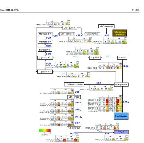 The seasonal transcriptional regulation of genes in cellulose ...