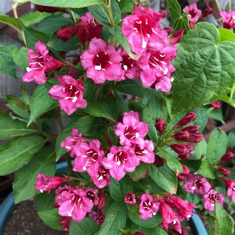 Weigela florida 'Rosea', Weigela 'Rosea' in GardenTags plant encyclopedia