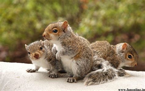 Baby Squirrel Wallpaper - Cute Baby Wallpapers | Baby squirrel, Cute ...