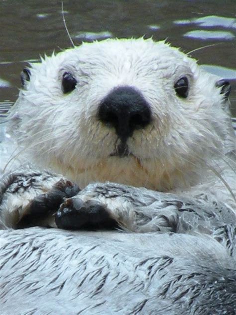 White Otters: Learn about these new and weird Otters