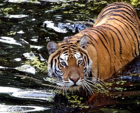 Tiger Reserve in India Replenishes the Vaigai River - The Borgen Project