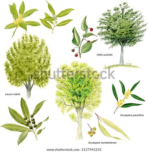 Botany Phanerogams Examples Various Trees Detail Stock Illustration 2127945233 | Shutterstock