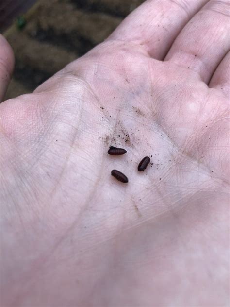 Need help identifying pupa. - Self Sufficient Culture