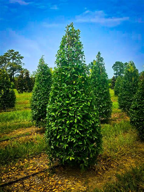 Savannah Holly Trees For Sale | The Tree Center